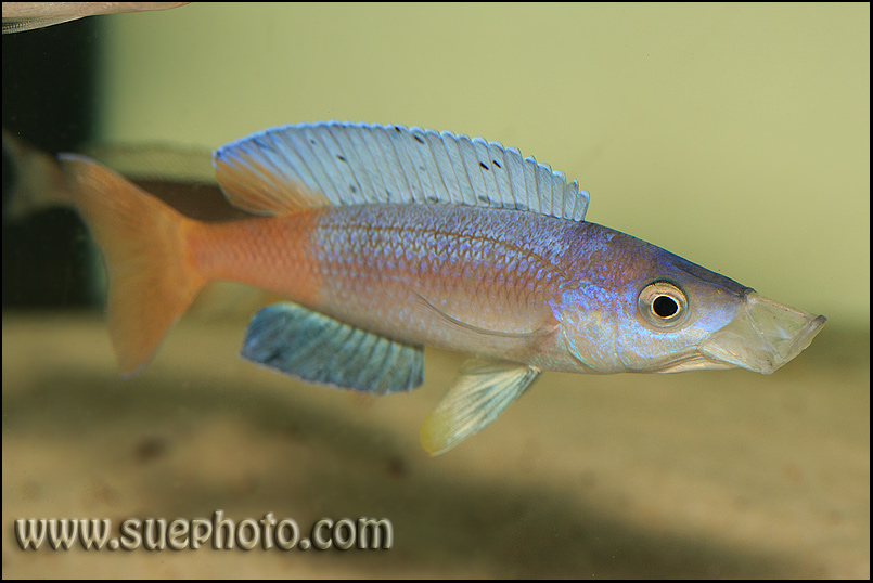 Cyprichromis sp. "Leptosoma Jumbo" Moba