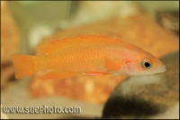 Neolamprologus leleupi Congo