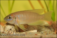 Neolamprologus calliurus Chaitika