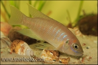 Neolamprologus calliurus Chaitika