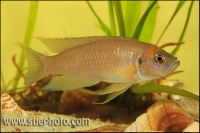 Neolamprologus calliurus Chaitika