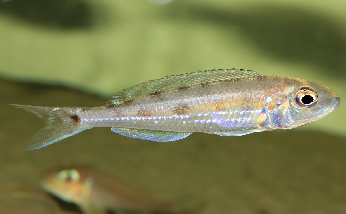 Microdontochromis tenuidentata Katete