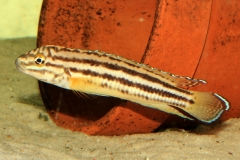 Julidochromis regani Nsumbu