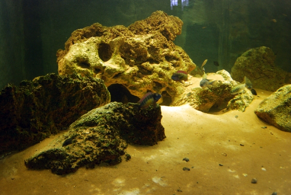 Akwarium Juana Moliny