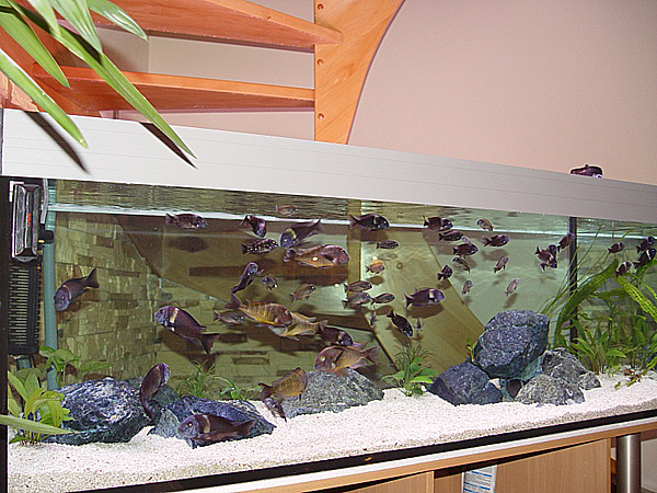 Akwarium Sebastiana Śliwki