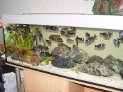 Akwarium Sebastiana Śliwki