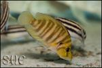 Altolamprologus compressiceps Gold