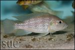 Greenwoodochromis chrysti Chaitika