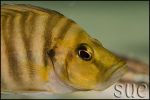 Altolamprologus compressiceps Gold