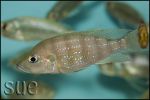 Greenwoodochromis chrysti Chaitika