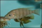 Greenwoodochromis chrysti Chaitika