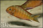 Tropheus sp. Chimba