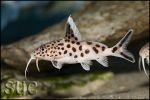 Synodontis multipunctatus