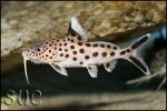 Synodontis multipunctatus