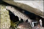 Synodontis irsacae