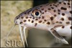 Synodontis multipunctatus