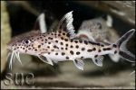 Synodontis multipunctatus