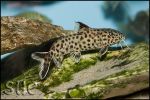 Synodontis polli