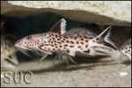 Synodontis tanganyicae