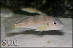 Limnochromis auritus Chaitika