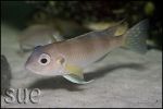 Limnochromis auritus Chaitika