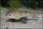 Limnochromis auritus Chaitika