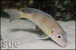 Limnochromis auritus Chaitika
