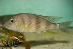 Limnochromis staneri Chaitika