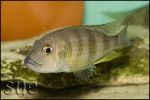 Limnochromis staneri Chaitika