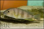 Limnochromis staneri Chaitika