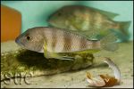 Limnochromis staneri Chaitika