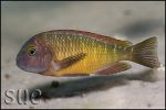 Tropheus sp. Ilangi Yellow Real