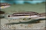 Julidochromis ornatus Mbita Island