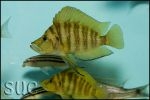 Altolamprologus compressiceps Gold