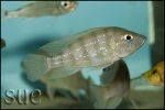 Greenwoodochromis chrysti Chaitika