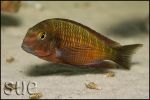 Tropheus sp. Chimba