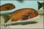 Tropheus sp. Chimba