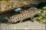 Synodontis polli