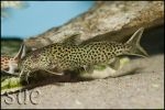 Synodontis polli