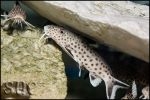 Synodontis irsacae