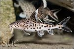 Synodontis multipunctatus