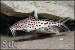 Synodontis multipunctatus