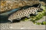 Synodontis polli