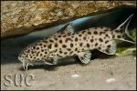 Synodontis polli