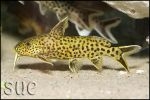 Synodontis polli