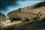 Synodontis polli