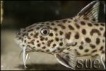 Synodontis polli