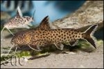 Synodontis ilebrevis