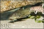 Synodontis polli