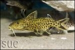 Synodontis polli